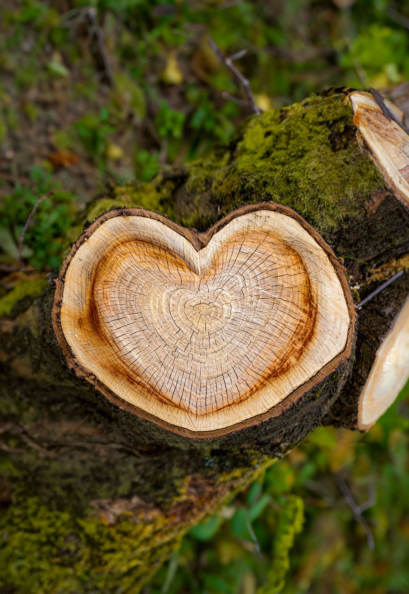 Baumstamm in Herzform